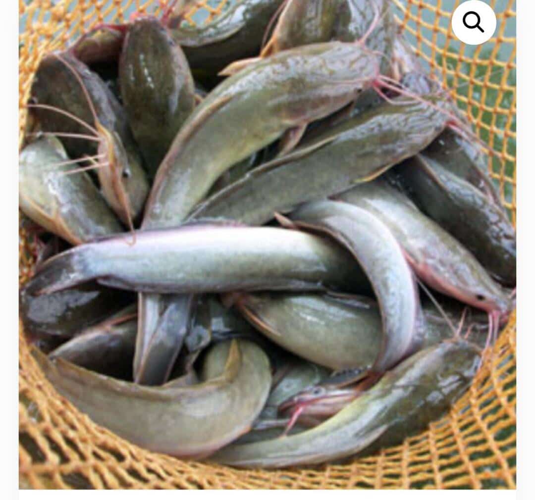 Freshly harvested catfish in a net from the school aquaculture project
