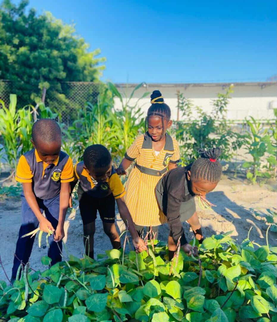 Four learners harvesting beans in the school garden